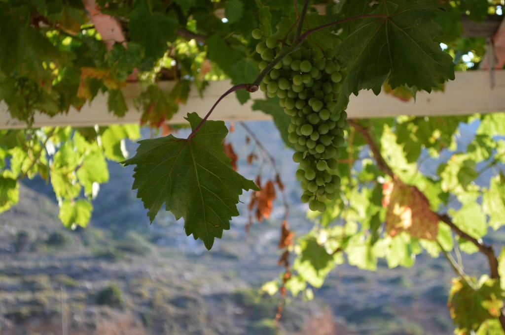 فندق Koukos Agia Theodoti المظهر الخارجي الصورة